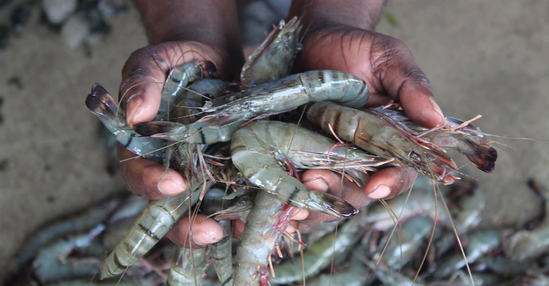 prawn prawn