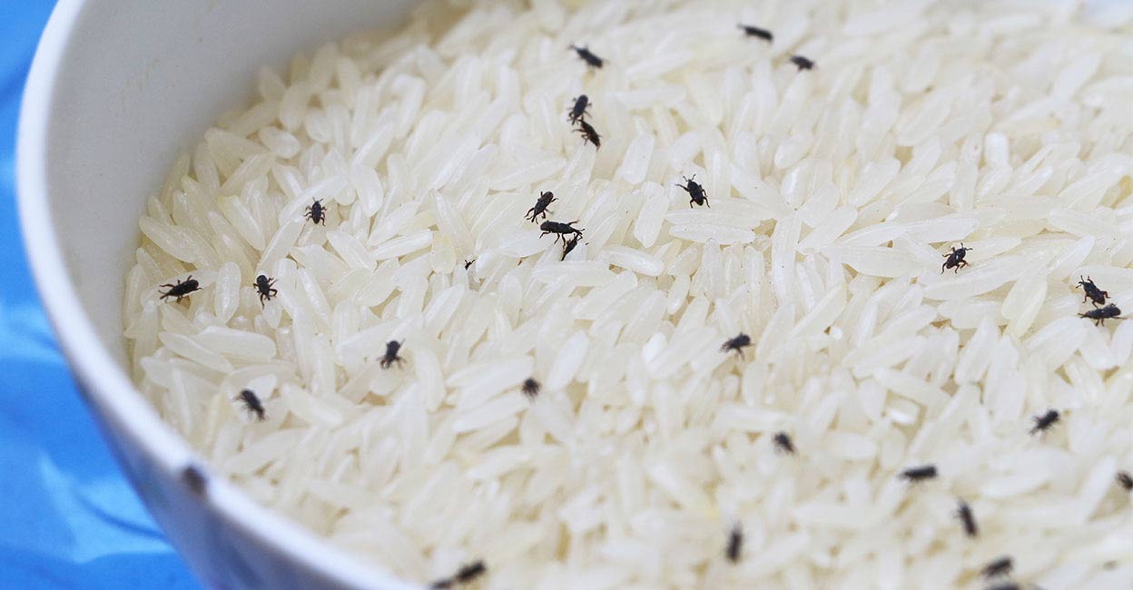 അരിയില്‍ നിറയെ പ്രാണികളോ? പേടിക്കേണ്ട, പരീക്ഷിക്കാം ഈ വഴികൾ | Simple ...