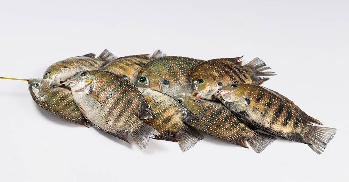 karimeen karimeen