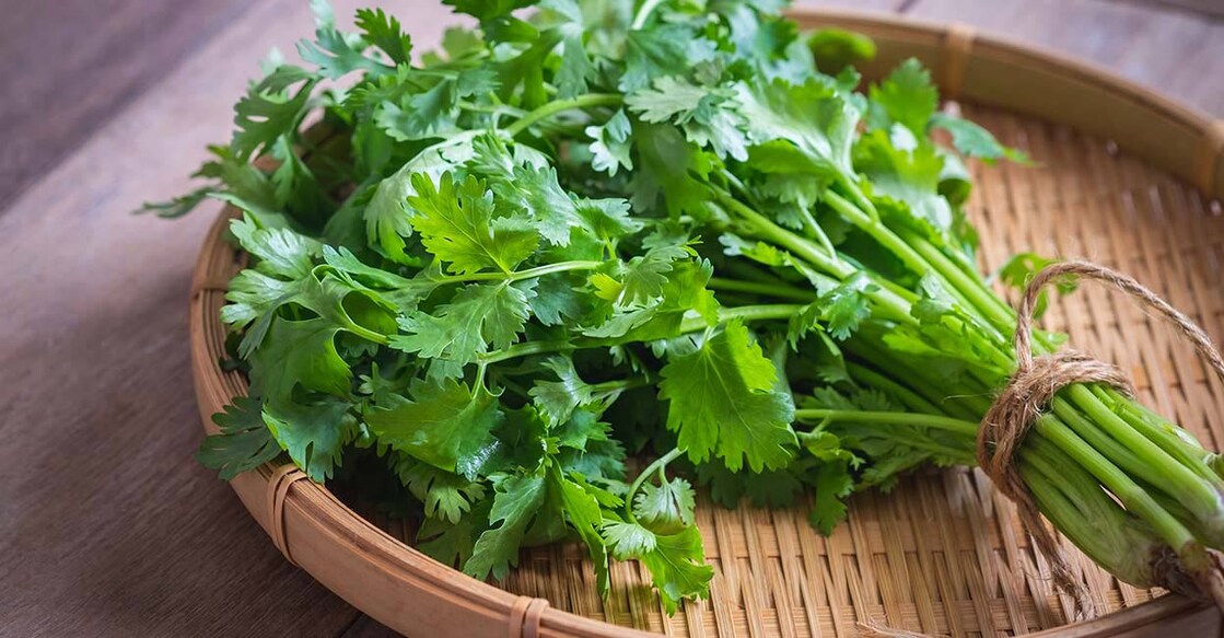 coriander-leaves coriander-leaves