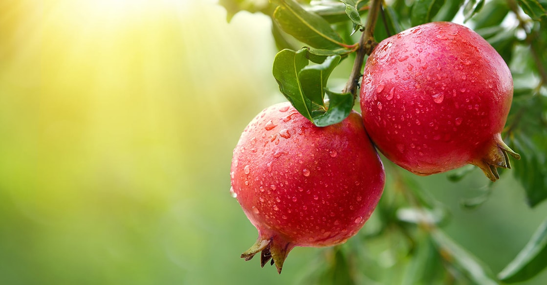 pomegranate pomegranate