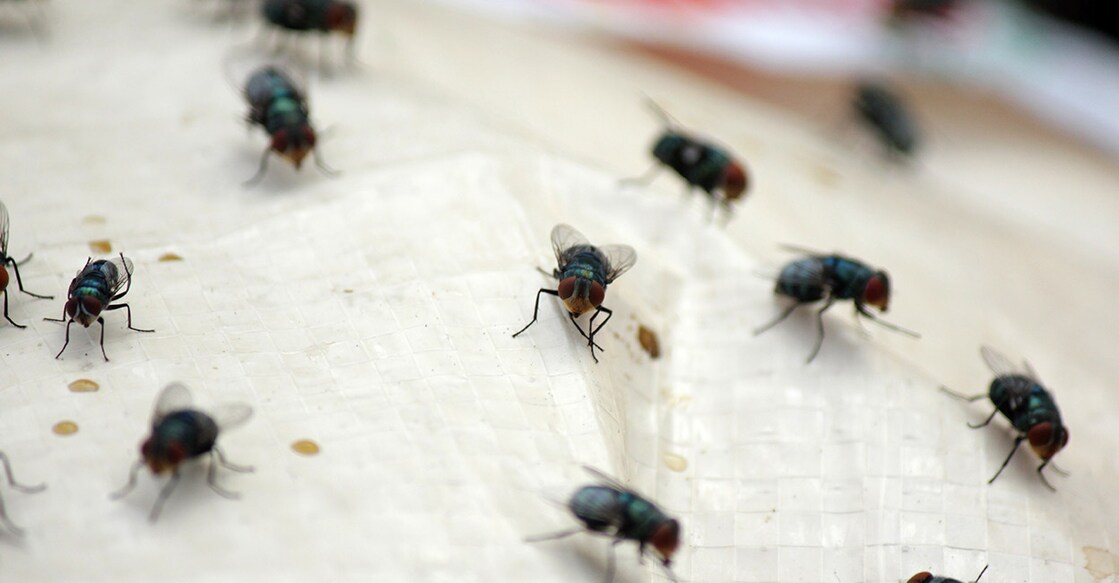 food-flies-house food-flies-house