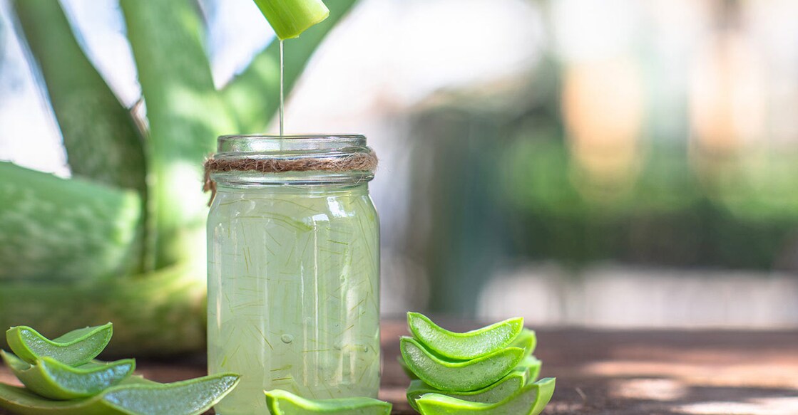 aloe-vera aloe-vera