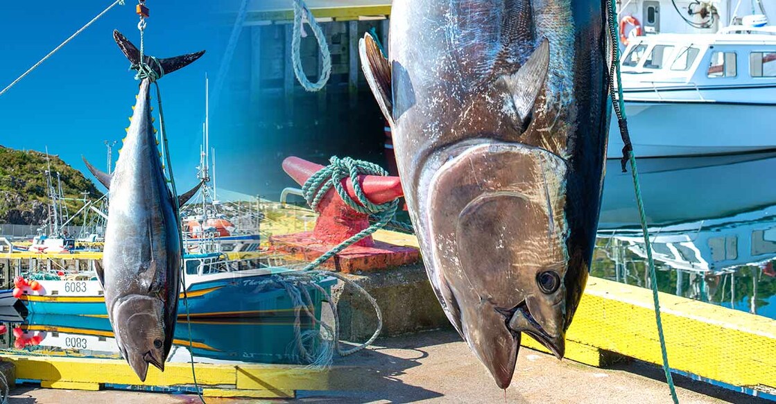Fish