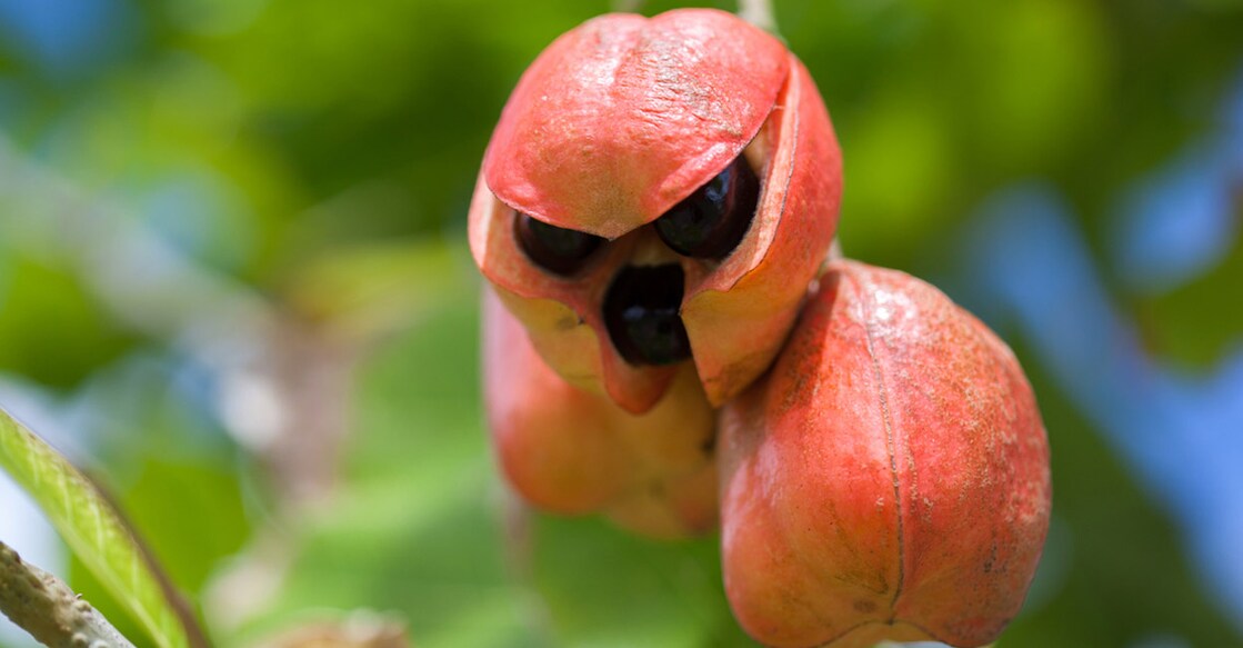 Ackee. Image Credit: ezza116/istockphoto