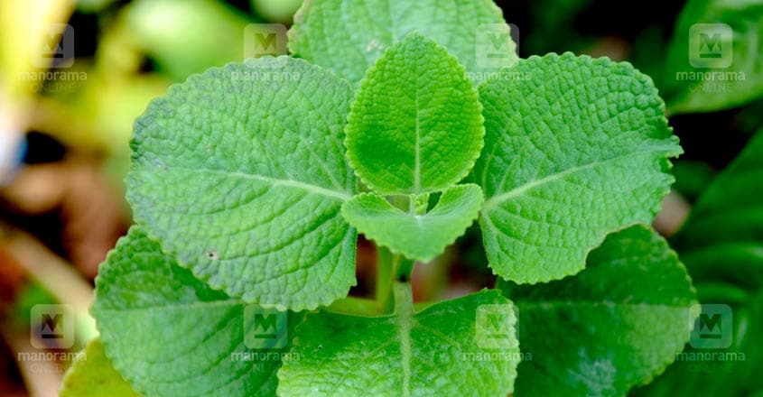 Herbal-plant--panikoorkka Herbal-plant--panikoorkka