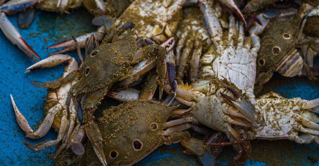 crab Image Credit: saravanan muthu/shutterstock