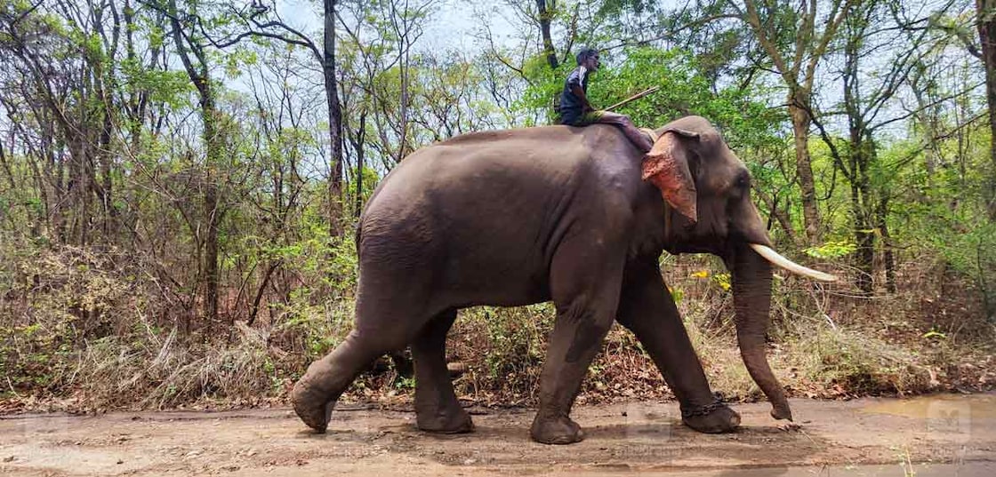 പ്രതീകാത്മക ചിത്രം.  Photo- ഗിബി സാം ∙ മനോരമ