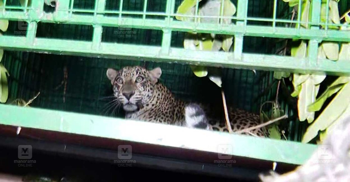 leopard കാസർകോട് കൊളത്തൂർ നിടുവോട്ട് ആവലുങ്കാലിൽ വനംവകുപ്പ് സ്ഥാപിച്ച കൂട്ടിൽ കുടുങ്ങിയ പുലി.