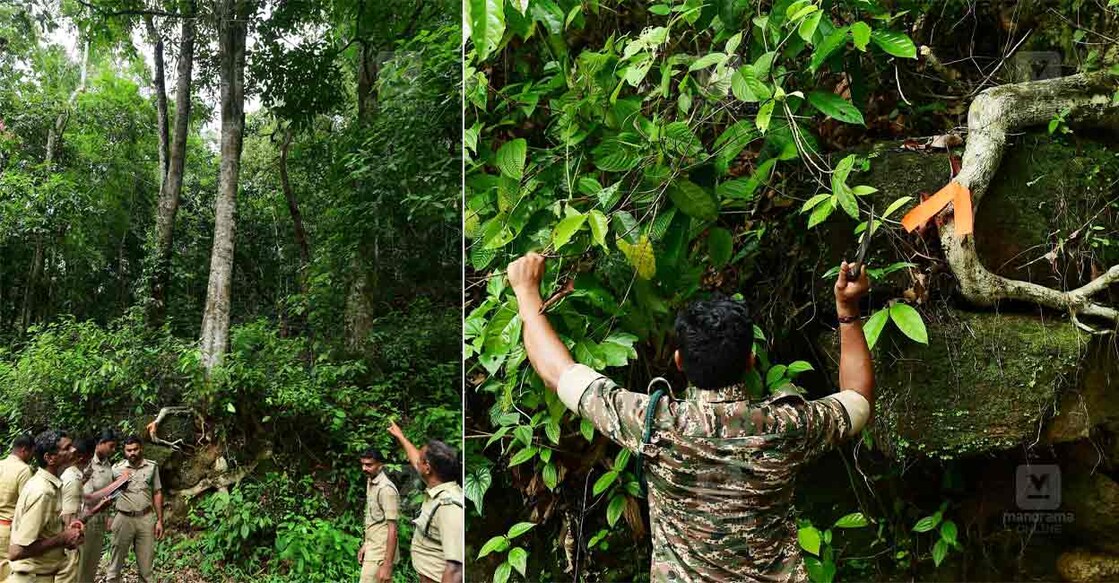 സുരക്ഷിതപാത ഒരുക്കാൻ... നിലയ്ക്കൽ– പമ്പ പാതയിൽ ഉണങ്ങിയതും അപകടാവസ്ഥയിലുള്ള മരങ്ങൾ രാഷ്ട്രപതി ദ്രൗപദി മുർമുവിന്റെ ശബരിമല സന്ദർശനത്തിനു മുന്നോടിയായി മുറിക്കാൻ പരിശോധിക്കുന്ന വനംവകുപ്പ് ഉദ്യോഗസ്ഥർ. വനമേഖലയിൽ പൊന്നംപാറ ഭാഗത്തെ ദൃശ്യം. 