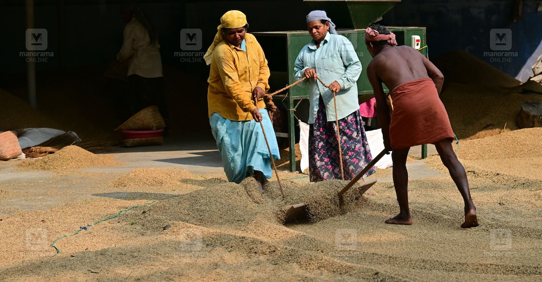 paddy-drying