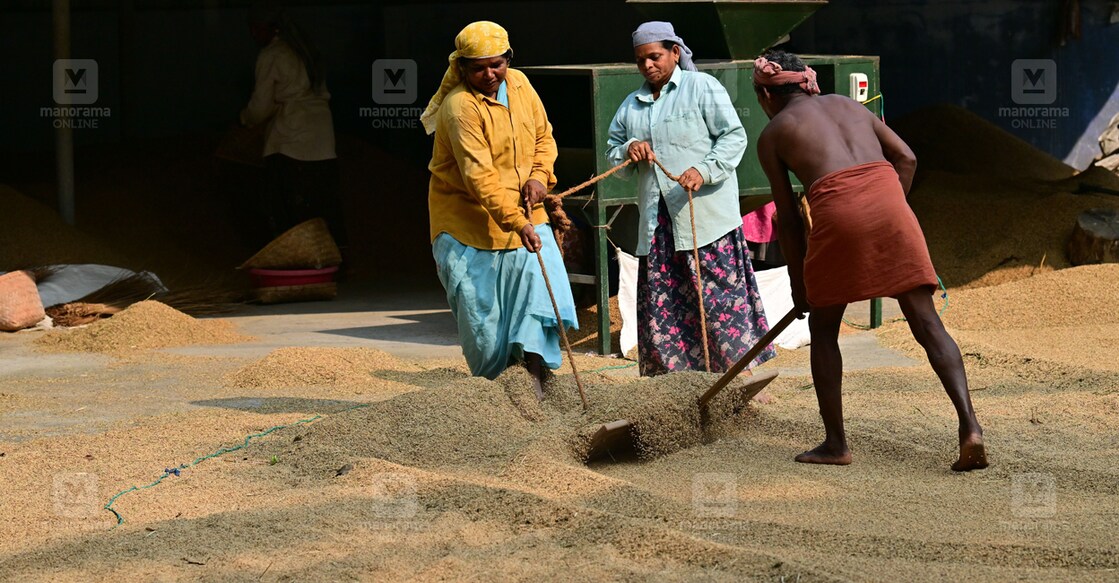 paddy-drying paddy-drying