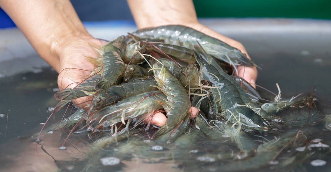 shrimp-farm