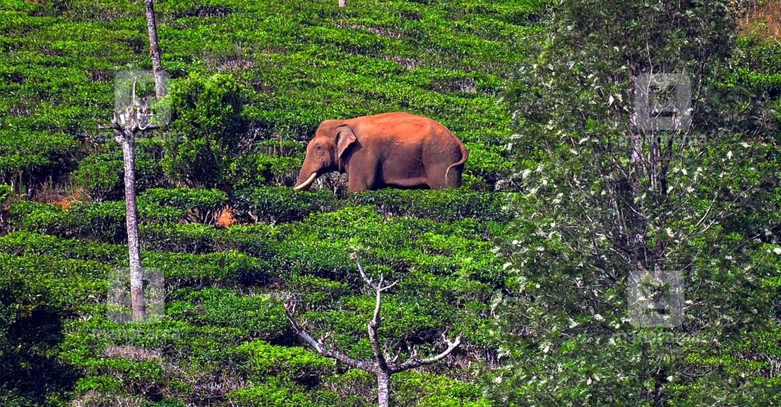 wild-arikomban-tea