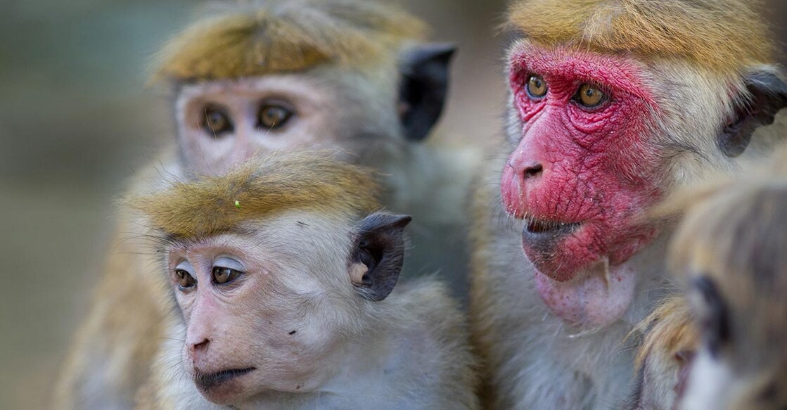 Toque-Macaque-Two
പ്രതീകാത്മക ചിത്രം (SIphotography/Jevtic/iStock)