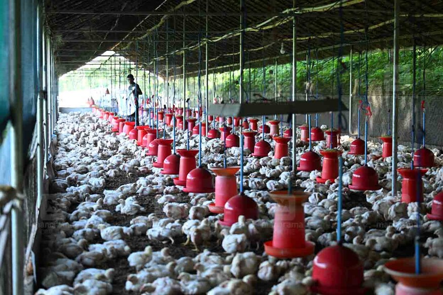 poultry-farm