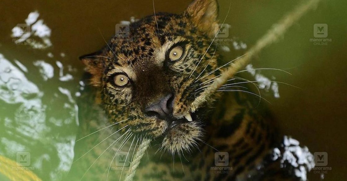 Leopard Leopard