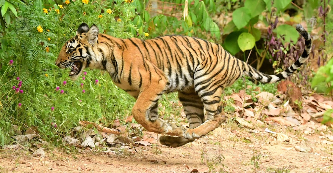 tiger-main tiger-main