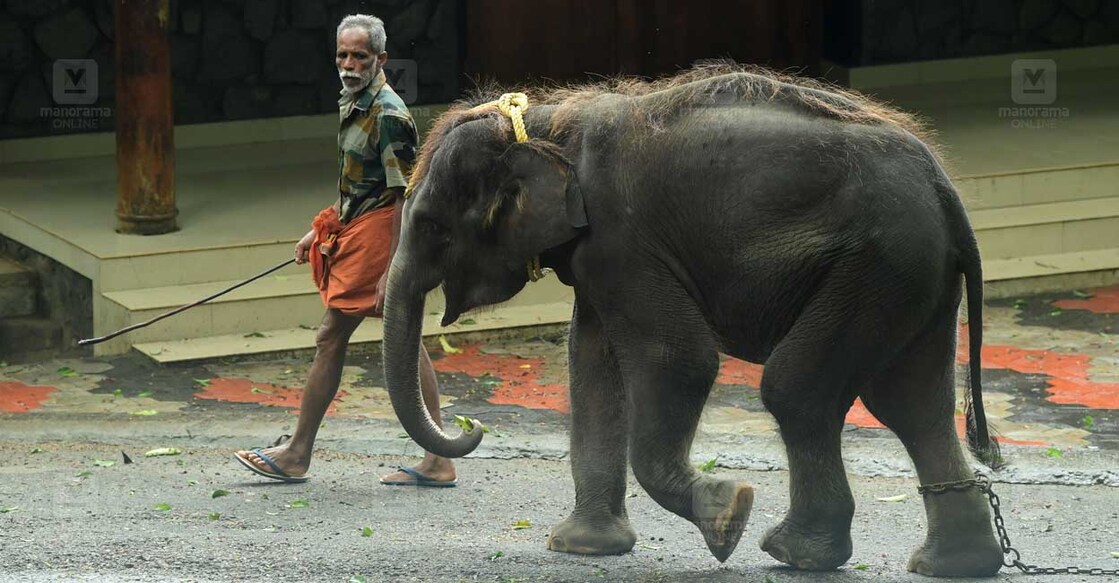 കോന്നി ആനത്താവളത്തിൽ പാപ്പാനൊപ്പം കൊച്ചയ്യപ്പൻ എന്ന കുട്ടിയാന (ചിത്രം: എസ്. ഹരിലാൽ ∙ മനോരമ)