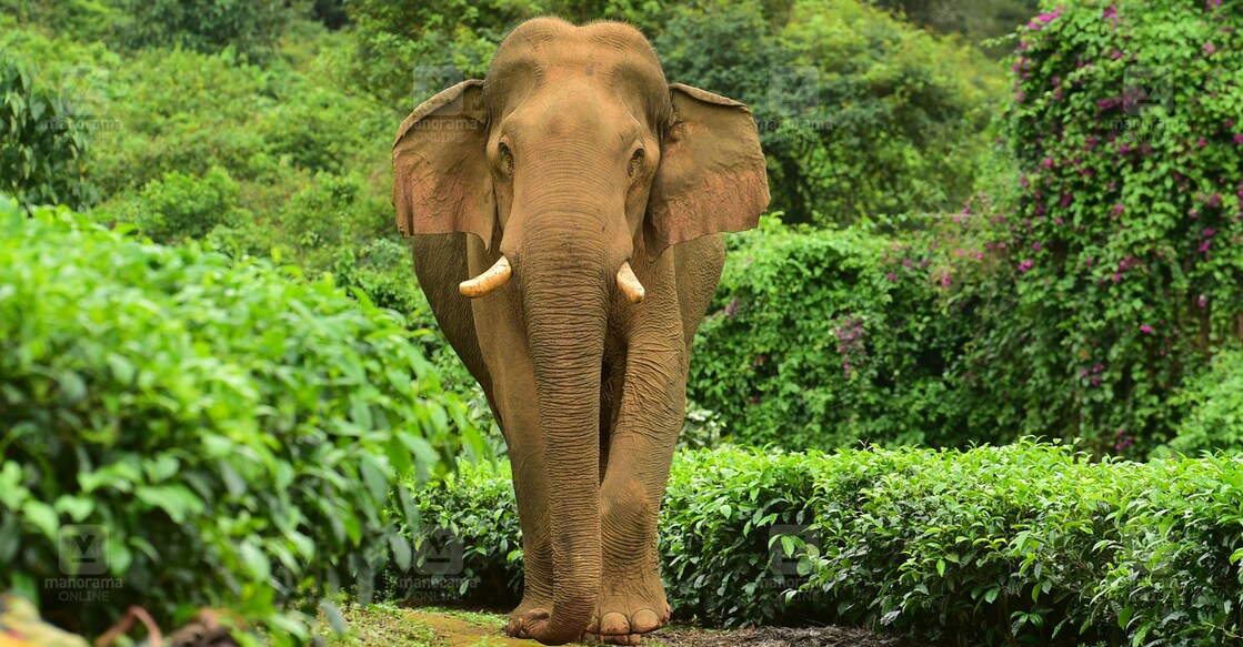 നെല്ലിയാമ്പതി കൂനംപാലം ലയങ്ങൾക്ക് സമീപത്തെ തേയില തോട്ടത്തിൽ ഇന്നലെ വൈകുന്നേരത്തോടെ നിലയുറപ്പിച്ച കാട്ടാന ചില്ലി കൊമ്പൻ.