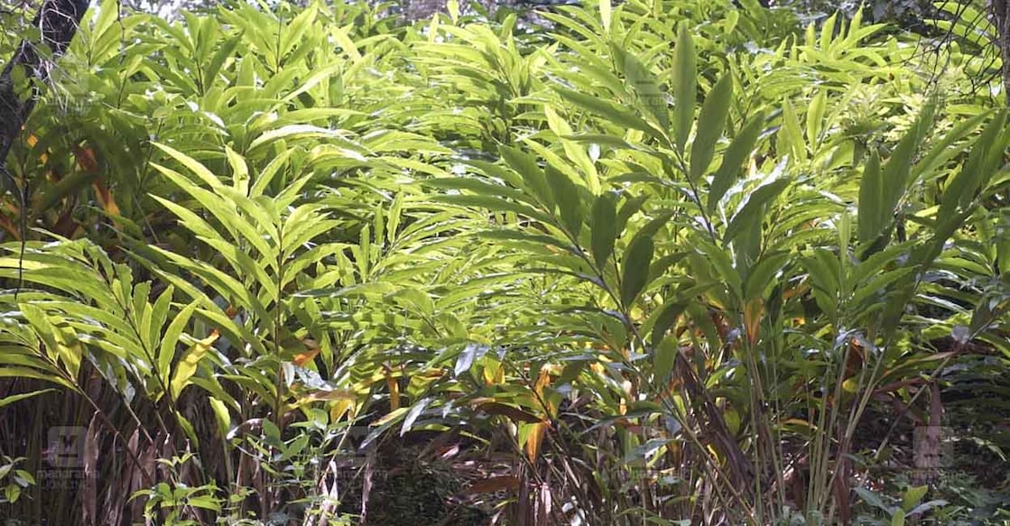 cardamom-Plants