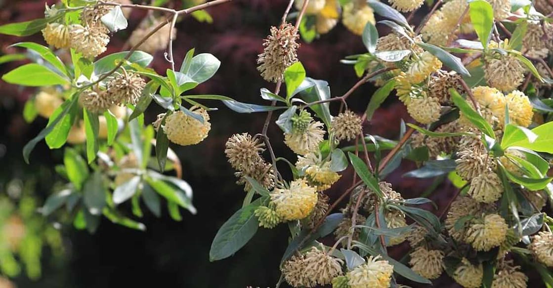 Argeli-Plant Argeli-Plant