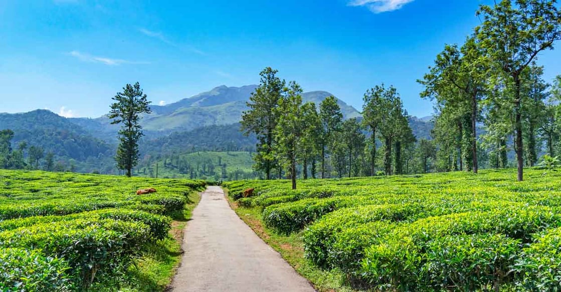 Outstanding Landscape view from Wayanad Tea Plantation at Meppadi Kerala