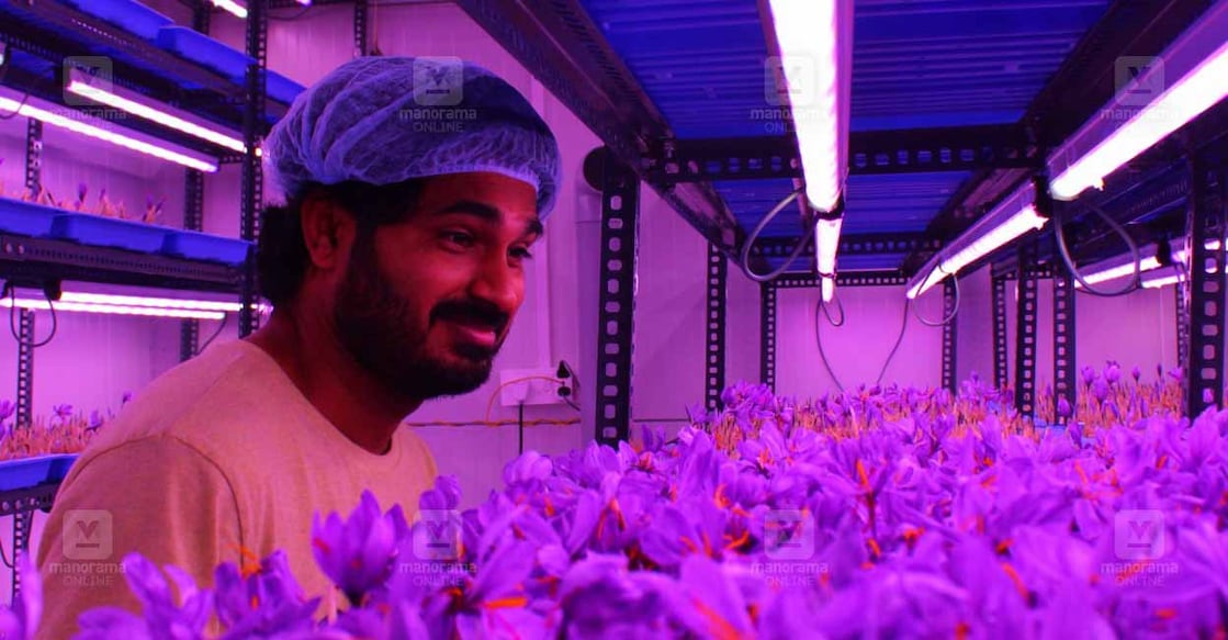 Wayanad saffron