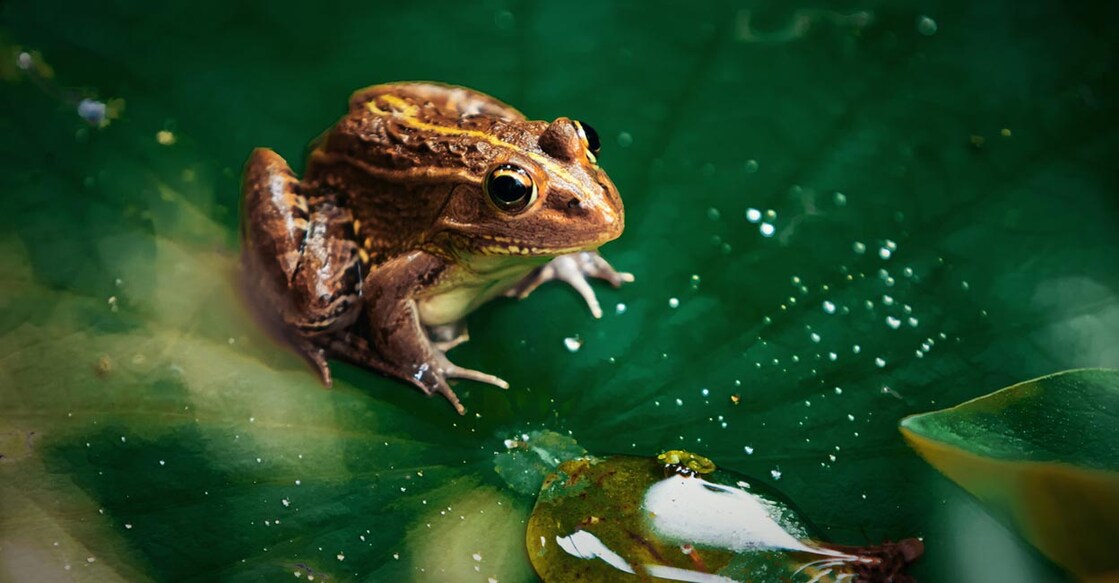 Frog resting on lotus leaf