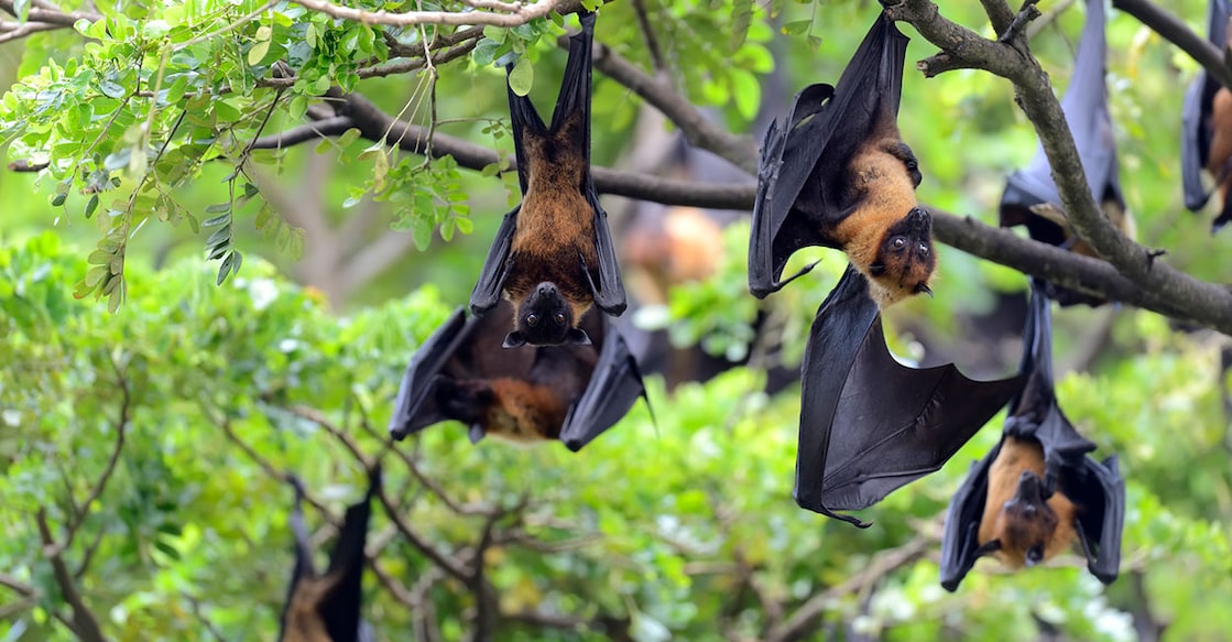 bats-nipah