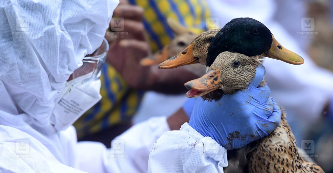 bird-flu-main bird-flu-main