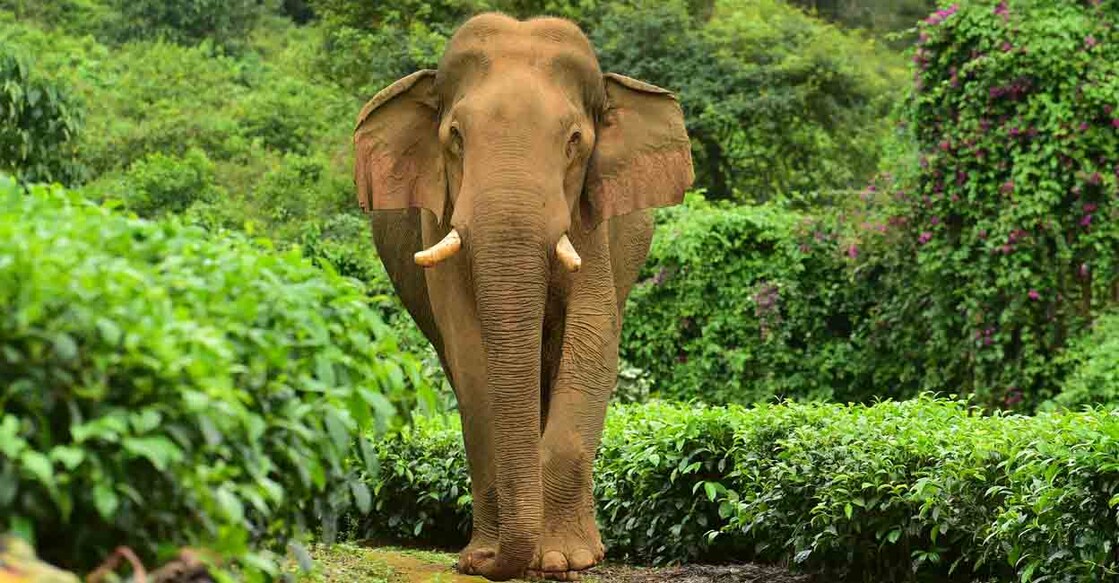 നെല്ലിയാമ്പതി കൂനംപാലം ലയങ്ങൾക്ക് സമീപത്തെ തേയില തോട്ടത്തിൽ ഇന്നലെ വൈകുന്നേരത്തോടെ നിലയുറപ്പിച്ച കാട്ടാന ചില്ലി കൊമ്പൻ.