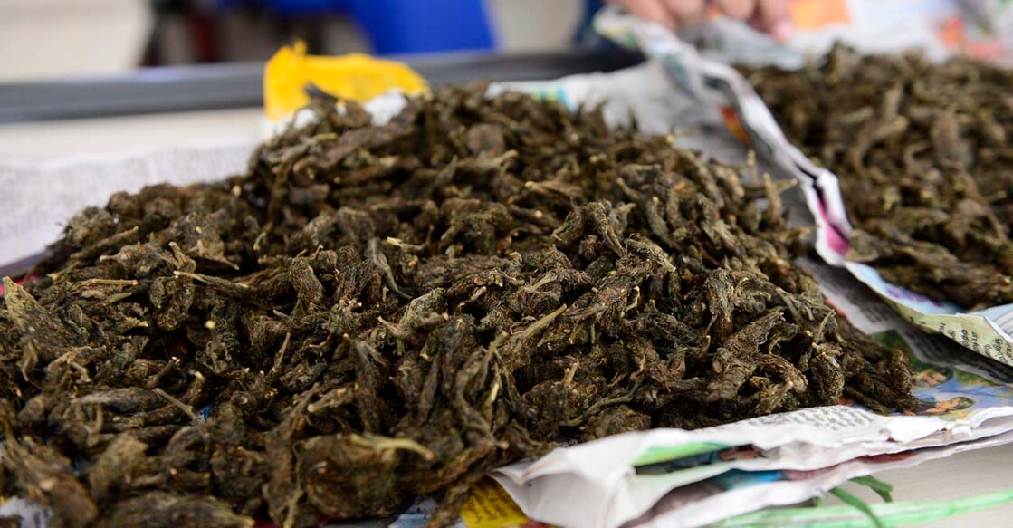 Dried Ganja leaves - Kanchavu - Photo EV Sreekumar - March 2018