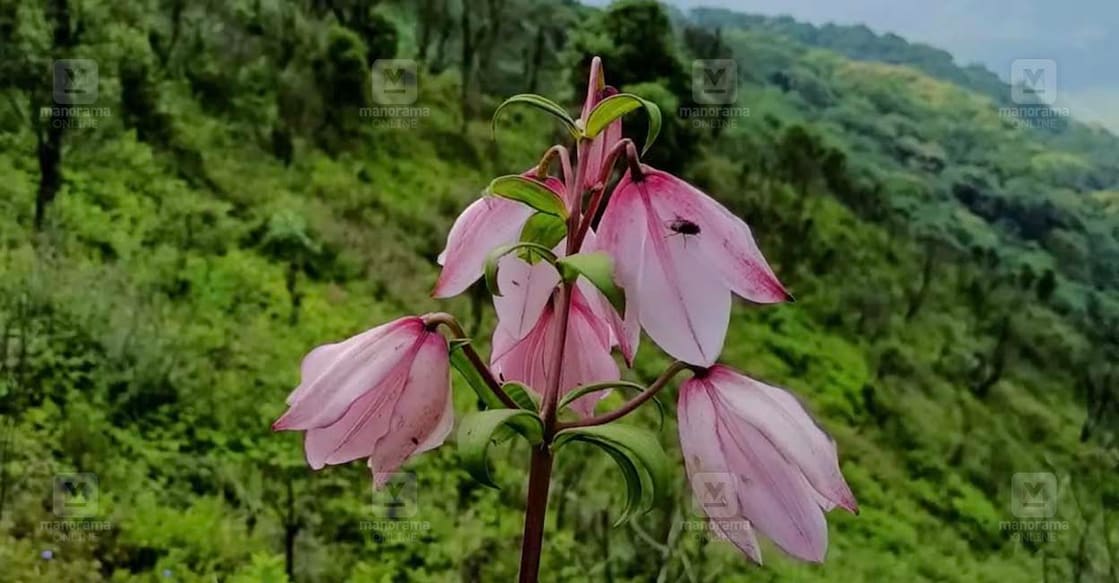 Shirui-Lily Shirui-Lily