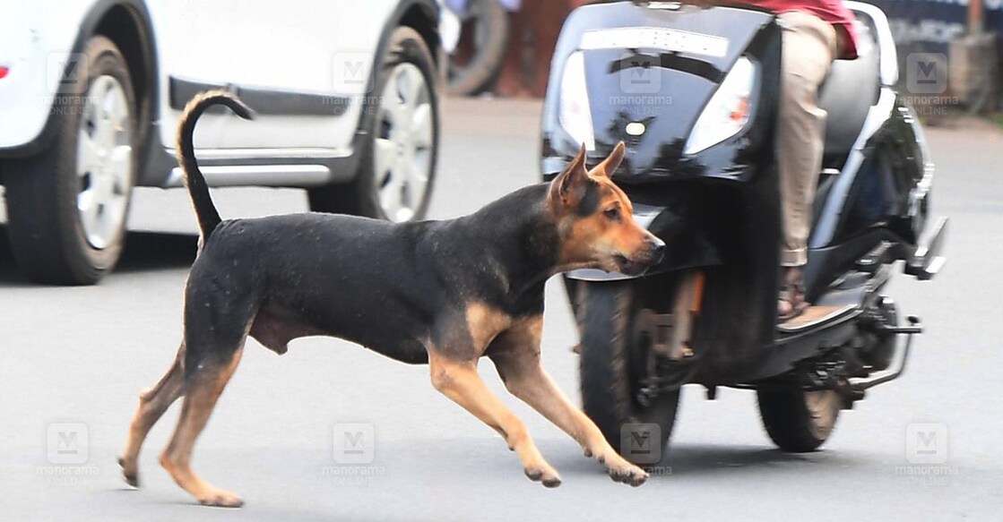 Stray-Dog