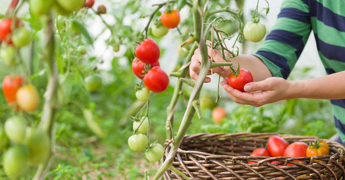 organic tomatoes