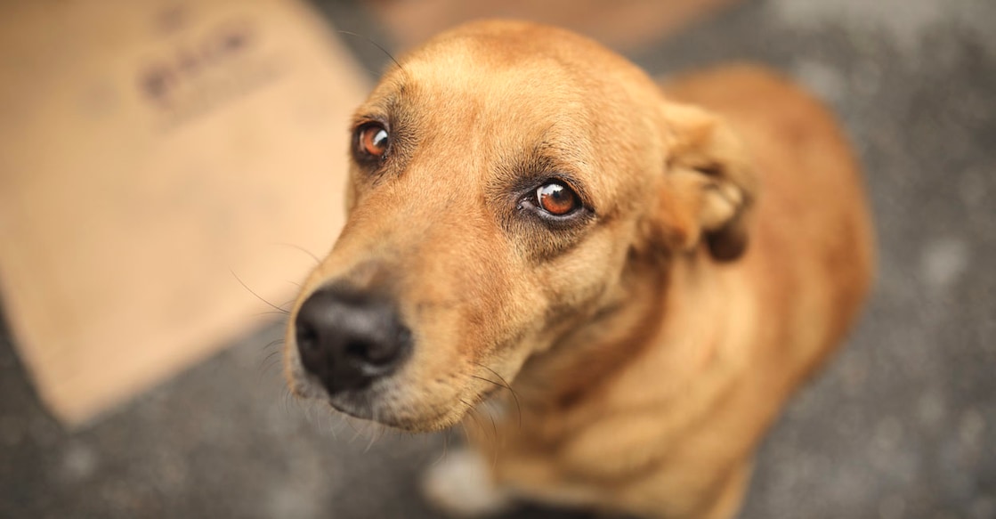 Pet-Dog Pet-Dog