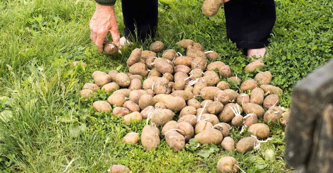 Potatoes