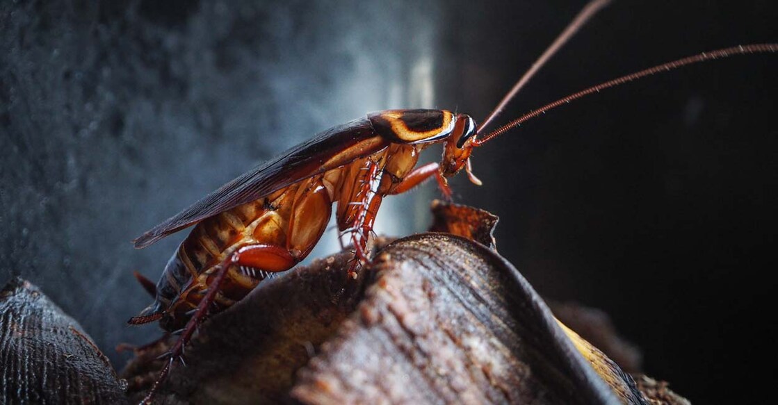 cockroach