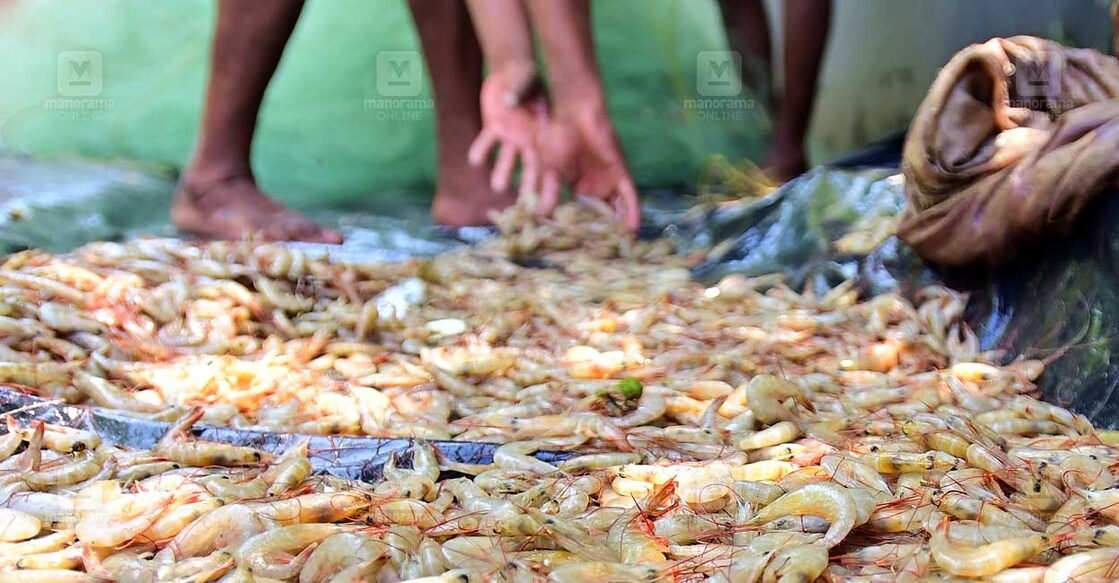 Prawn 