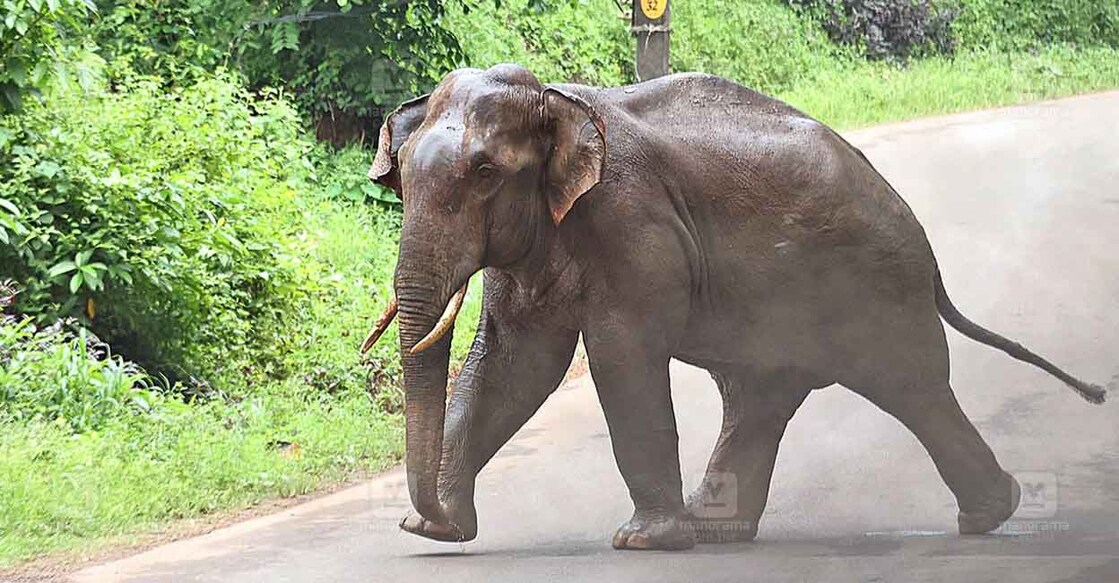 ജനവാസ മേഖലയിൽ ഇറങ്ങിയ കാട്ടാന (ചിത്രം: മനോരമ)