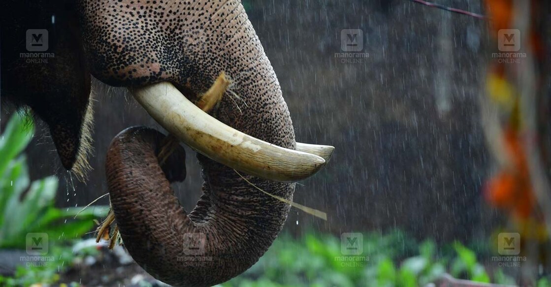 elephant-main