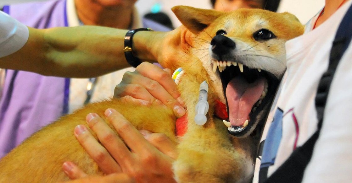 Rabie Vaccine Dog പെറ്റ് ഷോയ്ക്കു കൊണ്ടുവന്ന വളർത്തു നായയ്ക്ക് ആന്റി റേബീസ് വാക്സീനെടുക്കുന്നു (File Photo by Mandy Cheng / AFP)