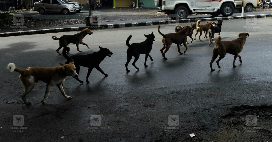 stray-dogs-kottayam Kottayam 20 10 2010 Stray dogs roaming around the city give trouble to the public at shastri Road in city. Photo by Rahul K Narasimhan