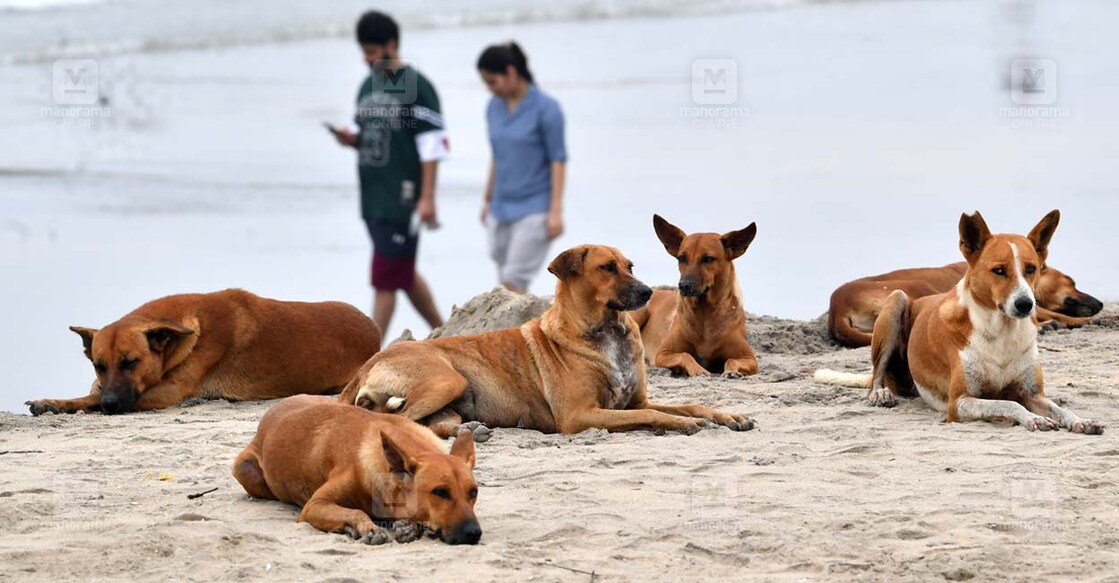 Stray-Dogs