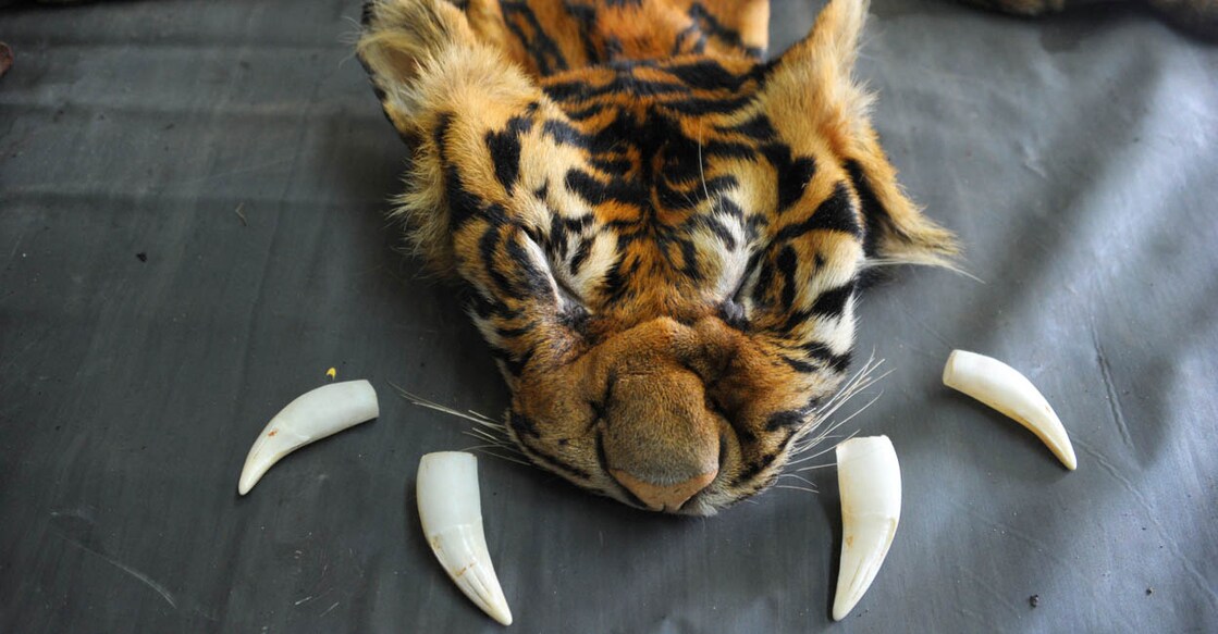 Tiger Teeth വംശനാശ ഭീഷണി നേരിടുന്ന സുമാത്രൻ കടുവയുടെ തുകലും പല്ലും പിടിച്ചെടുത്തപ്പോൾ. ഇന്തൊനീഷ്യയിൽനിന്നുള്ള കാഴ്ച. ഏതിനം കടുവയാണ് എന്നറിയുന്നതിനുള്ള പരിശോധനയിൽ, ഡിഎൻഎയുടെ ഏറ്റവും മികച്ച ഉറവിടമാണ് പല്ല് (Photo by CHAIDEER MAHYUDDIN / AFP)
