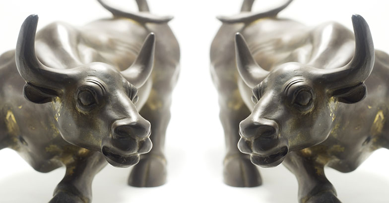 bull bull
