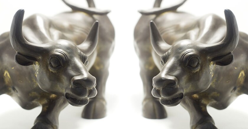 bull bull