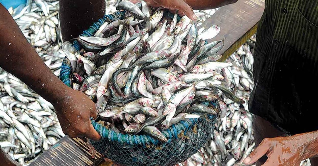 Fish Mathi