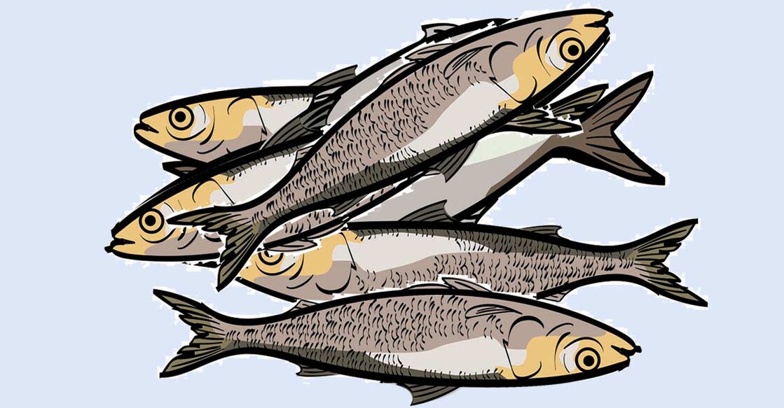 fish fish